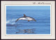DAUPHIN BLEU ET BLANC DE MEDITERRANEE - Dolphins