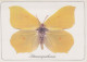 FARFALLA Animale Vintage Cartolina CPSM #PBS432.A - Farfalle
