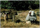 Famille De BABOUINS. -  Réserve Du Pal St Pourçain Sur Besbre. - Singes