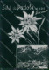 Belluno Comelico Superiore Padola Saluti Da Foto FG Cartolina ZKM7134 - Belluno