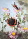 ADMIRAL VULVAIN Offsetdruck Sauberlin 23(scan Recto-verso) MA1209 - Schmetterlinge