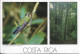 CPM. COSTA RICA. 2 VUES. COLIBRI. TIMBRES. 1992. - Costa Rica