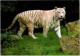 TIGRE BLANC.  Parc Zoologique De Macon Romanéche Thorins  Touro Parc - Tigers