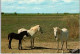 CHEVAUX CAMARGUAIS -  Juments Et Poulain. - Chevaux