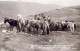 DONKEY Animals Vintage Antique Old CPA Postcard #PAA322.GB - Donkeys
