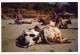 COW Animals Vintage Postcard CPSM #PBR808.GB - Vacas