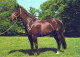 HORSE Animals Vintage Postcard CPSM #PBR877.GB - Chevaux