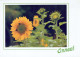 FLORES Vintage Tarjeta Postal CPSM #PBZ384.ES - Fleurs