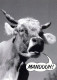 VACA Animales Vintage Tarjeta Postal CPSM #PBR809.ES - Cows
