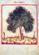 UMEN Vintage Ansichtskarte Postkarte CPSM #PBZ990.DE - Bäume