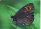 FARFALLA Animale Vintage Cartolina CPSM #PBS414.IT - Butterflies