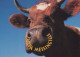 MUCCA Animale Vintage Cartolina CPSM #PBR812.IT - Vaches