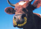 MUCCA Animale Vintage Cartolina CPSM #PBR812.IT - Cows