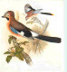 Animaux - Oiseaux - Geai Des Chenes - Dessin De John Gould - CPM - Voir Scans Recto-Verso - Vogels