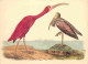 Animaux - Oiseaux - Art Peinture - John James - Scarlet Ibis - CPM - Voir Scans Recto-Verso - Vogels