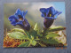 GENTIANA KOCHIANA PERR. U. S. - Fiori