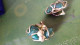 B17 / BOUCLE D OREILLE ANCIENNE - Aretes