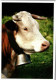 LA VACHE  Montbeliarde.      Cachet Poste 1996 - Cows