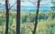 Picturesque Forest Scenery Detail Aspect Place To Identify - Da Identificare