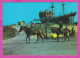 311088 / Bulgaria - Sunny Beach - Horse Riding, Restaurant "A Pirate Frigate" 1978 PC Septemvri Bulgarie Bulgarien - Chevaux