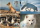 Finland Suomi 1993 WWF W.W.F. Maximum Cards X4 Eisfuchs Polarfuchs Eis-fuchs Arctic Fox Fauna Renard Polaire - Cartes-maximum