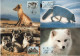 Finland Suomi 1993 WWF W.W.F. Maximum Cards X4 Eisfuchs Polarfuchs Eis-fuchs Arctic Fox Fauna Renard Polaire - Maximum Cards