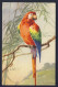 Catharina Klein - Exotic Bird - Posted 1926 Postcard - Vogels