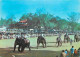 Animaux - Eléphants - Sri Lanka - Elephant Race - CPM - Voir Scans Recto-Verso - Elefanten