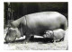 Animaux - Hippopotames - Femelle Et Son Petit - CPM - Voir Scans Recto-Verso - Ippopotami