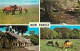 Animaux - Chevaux - Royaume-Uni - The New Forest - Ponies - Poneys - Multivues - CPM - UK - Voir Scans Recto-Verso - Chevaux