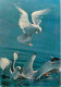 Animaux - Oiseaux - Mouettes - CPM - Voir Scans Recto-Verso - Vogels