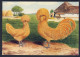 Bird - Rooster Hen Chicken - C.S.Th Van GINK Artist - 4x6 Inch Postcard - Vogels