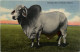 Brahman Bull - Vaches