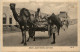 Maala Load Camels And Cart - Aden - Yémen