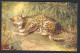 Leopard, George Rankin Artist - Wild Animals - Tuck Oilette # 8785 - Chats