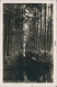 Ansichtskarte Lübbenau (Spreewald) Lubnjow Kahnpartie - Fotokarte 1929  - Luebbenau