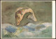 Künstlerkarte Kunst HARALD METZKES (geb. 1929) Springender Fisch 1970 - Pittura & Quadri
