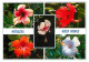 Antilles - West Indies - Multivues - Hibiscus Rosa Sinensis - La Rose De Chine - CPM - Voir Scans Recto-Verso - Autres & Non Classés