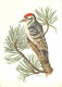 Animaux - Oiseaux - Pic épeiche - Dessin - CPM - Voir Scans Recto-Verso - Birds
