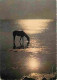 Animaux - Chevaux - Crépuscule Sur Le Bord De Mer - Etat Pli Visible - CPM - Voir Scans Recto-Verso - Chevaux