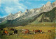 Animaux - Vaches - Paturages De Montagne - Carte Dentelée - CPSM Grand Format - Voir Scans Recto-Verso - Mucche