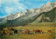 Animaux - Vaches - Paturages De Montagne - Carte Dentelée - CPSM Grand Format - Voir Scans Recto-Verso - Vacas