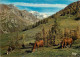 Animaux - Vaches - Alpes Françaises - Hauts Alpages - CPM - Voir Scans Recto-Verso - Koeien