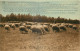AGRICULTURE - EN CHAMPAGNE - MOUTONS  - Elevage