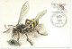 Delcampe - LOT DE 8 CARTES ET LETTRES SUR LE THEME ABEILLES - MIEL - Honeybees