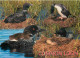 Animaux - Oiseaux - Plongeon Huard - Common Loon - Multivues - CPM - Carte Neuve - Voir Scans Recto-Verso - Vögel
