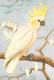Animaux - Oiseaux - Perroquet - Cacatoès à Huppe Jaune - Dessin - Carte Neuve - CPM - Voir Scans Recto-Verso - Vögel