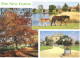 SCENES FROM THE NEW FOREST, HAMPSHIRE. USED POSTCARD M9 - Andere & Zonder Classificatie