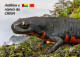 GUINEA BISSAU 2024 STATIONERY CARD 6V - CHINA AMPHIBIANS & REPTILES FROG FROGS TURTLE TURTLES SNAKES CROCODILE NEWT - Frösche