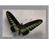 CPSM - Illustration Un Papillon Buterffly Un Ornithoptera Brookeana Comité National De L'enfance 1963 - Butterflies